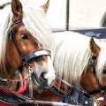 Beautiful horses that pull the yellow stagecoach.
